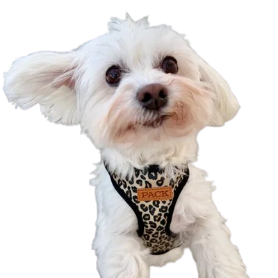 Amy Rose - a sweet Havanese Maltese mix